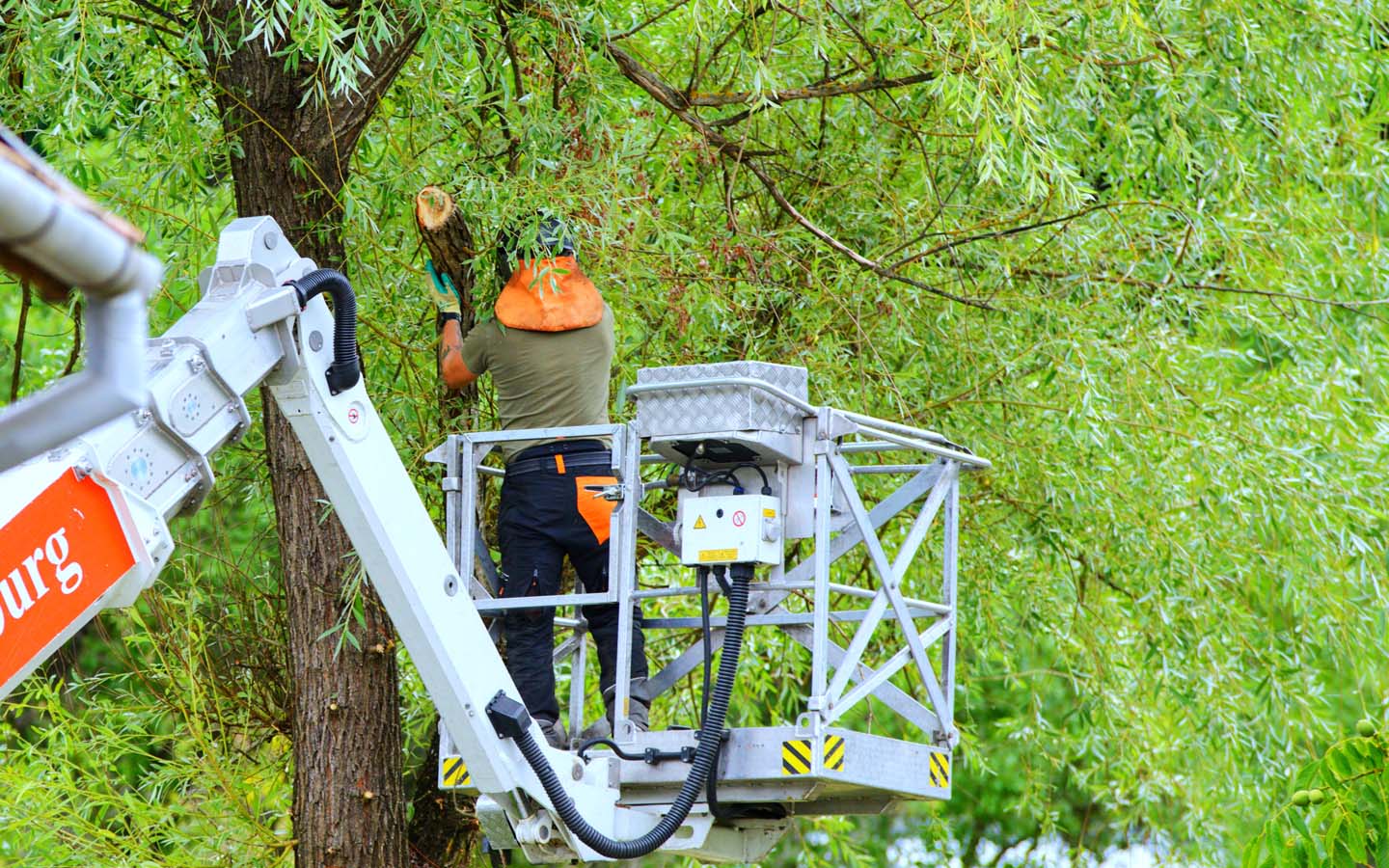 taiere_arbori arborist, taiere copaci, taiere arbori, toaletare copaci